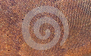 Close up of the scaly skin of a tropical reptile Red Iguana. Best and amazing background for your project. Macro photo skin of