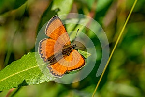 Close up of a Scarce copper butterfly sitting on a green leaf