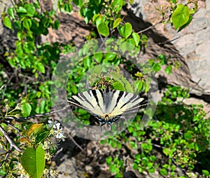 Close up Scarce swallowtail butterfly.