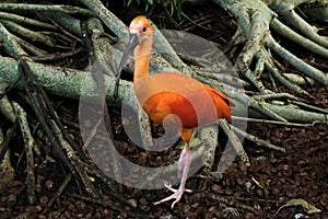 Close-up of Scarlet Ibis Eudocimus ruber