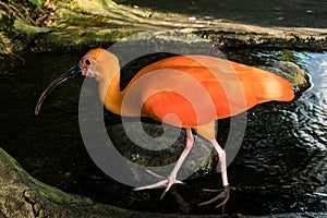 Close-up of Scarlet Ibis Eudocimus ruber