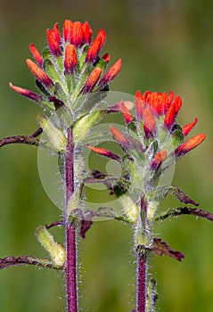 Close-up of scarlet Indian paintbrush flowers