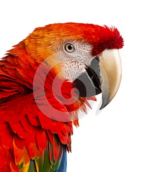 Close-up of a Scarlet Macaw (4 years old)