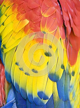 Close up of scarlet macaw feathers, costa rica
