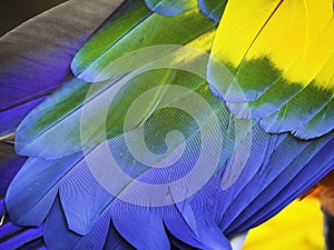 Close-up of Scarlet Macaw`s Colorful Feathers