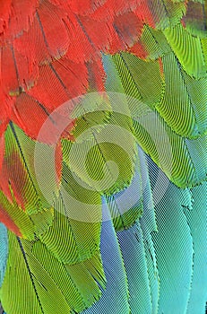 Close up of scarlet macaw wing