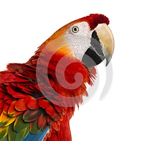 Close-up of a Scarlet Macaw (4 years old)