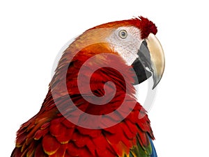 Close-up of a Scarlet Macaw (4 years old)