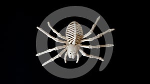 Close-up of a scary spider skeleton on a black background, top view, copy space.