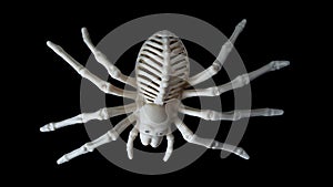 Close-up of a scary spider skeleton on a black background, top view, copy space.