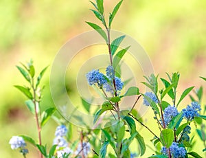 Close up scene with natural plant new Jersey tea Ceanothus americanus with defocused background