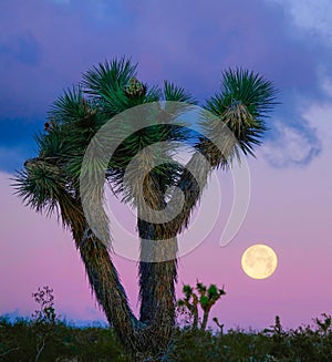 CLOSE UP: Scenic shot of colorful sky and full moon behind a yucca palm tree.