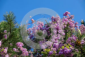 CLOSE UP: Scenic shot of spruce tree canopy filled with gorgeous purple blossoms