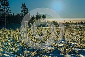 Close up scenic winter Sunset, Sun shine from blue sky over young pine tree plants, reforestation or forestation