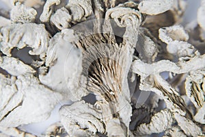 Close up Schizophyllum commune mushroom photo