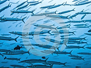 Close up school of big eyed barracuda in blue ocean image