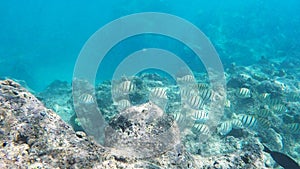 Close up of a school of convict tangs feeding