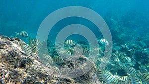 Close up of a school of convict tangs feeding on the reef at hanauma bay