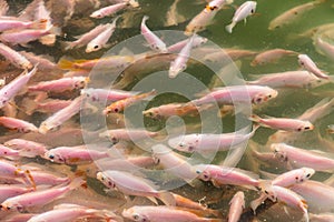 Close up on school of red tilapia fresh water fish swimming in a pond