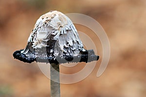 Close up of a Schopftintling Coprinus Comatus Shaggy Ink Cap mushroom