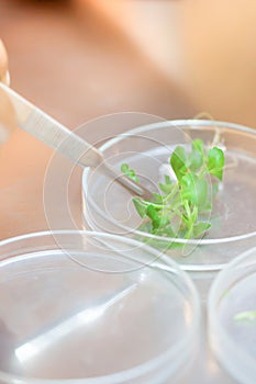 Close-up of scientist cutting plant tissue culture in petri dish