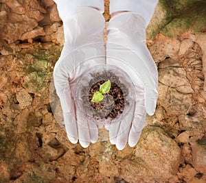 Close up of scientist hands with plant and soil