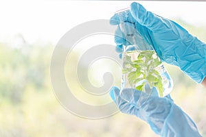 Close up of scientist holding glass of leaves. Lab research for scent extract for the new skincare product