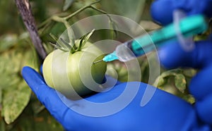 Close-up of scientist injecting transparent chemicals into green tomato wearing protective gloves