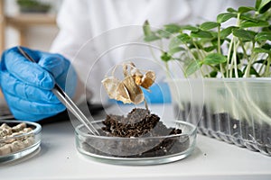 Close up of scientist woman hands is conducting experiments with plants in petri dish at laboratory. Biotechnologist is