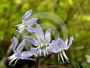 The close up of Scilla hohenackeri Purple-blue flowers photo
