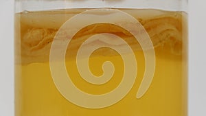 Close up of scoby which converts tea into kombucha