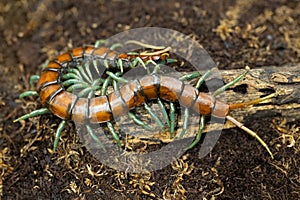 Close-up Scolopendra subspinipes Mint legs centipede on a small branch.