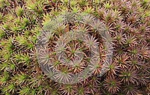 Close up of Scoparia heath plant leaves