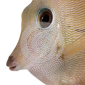 Close-up of Scopas Tang or Twotone Tang, Zebrasoma scopas