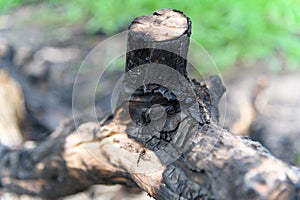 Close up scorch tree trunk after burnt in the forest