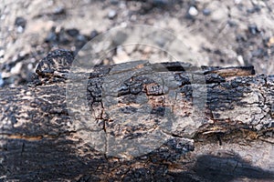 Close up scorch tree trunk after burnt in the forest