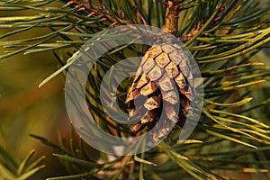 Close-up of a Scots pine, Pinus sylvestris cone opening up on a late spring evening in Estonia