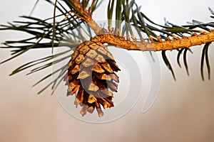 Close-up of a Scots pine, Pinus sylvestris cone opening up on a late spring evening in Estonia