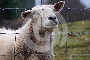 A close up of a Scottish female ewe sheep looking through a wire fence in winter