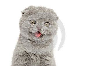 Close-up of a Scottish fold kitten