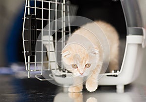 Close up of scottish fold kitten in cat carrier photo