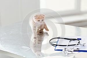 Close up of scottish fold kitten at vet clinic