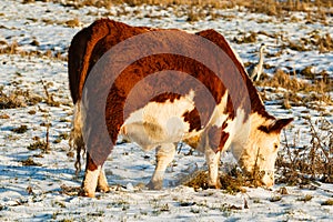 Close-up of scottish highland cattle in winter