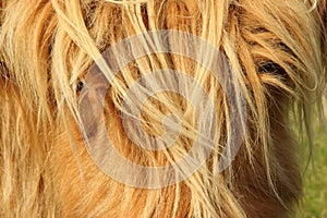 Close up of scottish highland cow in field