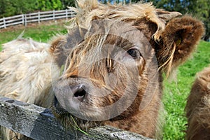 Close up of scottish highland cow in field