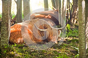 Close up of scottish highland cow at the forest. Sleeping Highland cattles. Scottish breed is a rustic cattle which has