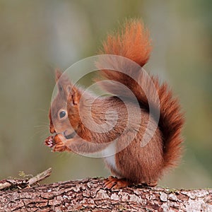 Red Squirrel and Hazelnut photo