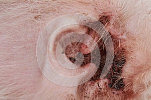 Close up of scratch dog ear