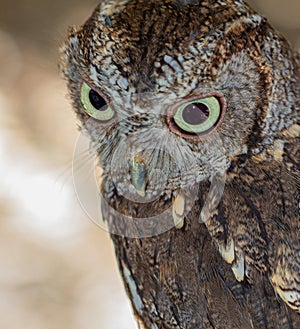 Close-up of Screech Owl, St Petersburg, Florida