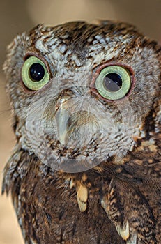 Close-up of Screech Owl, St Petersburg, Florida #2